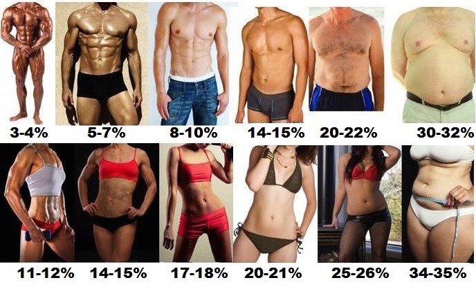 Body Fat Calculator